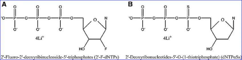 2' Fluoro dGTP [100 mM], 5 x 50 μl